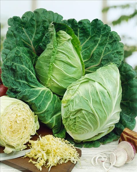 Brassica oleracea var. capitata f. alba Coeur de Boeuf