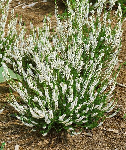 CALLUNA ALBA