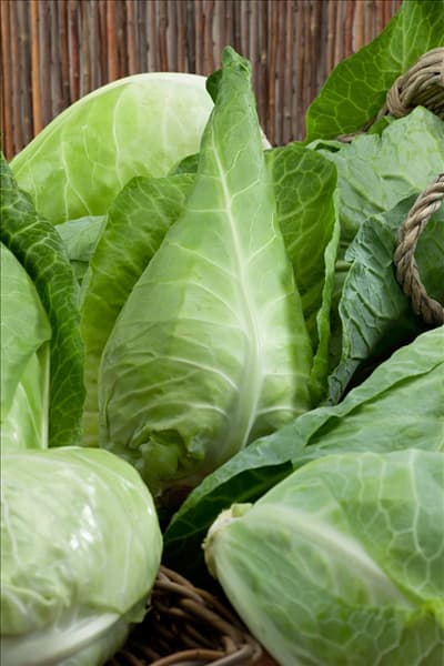Brassica oleracea var. capitata f. alba Filderkraut