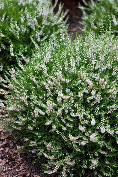 Calluna vulgaris Alex Warwick