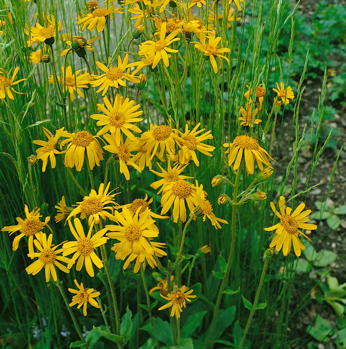 ARNICA MONTANA