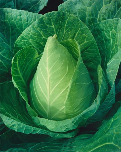 Brassica oleracea var. capitata f. alba Filderkraut