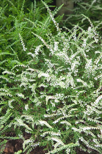 Calluna vulgaris Alba Carlton
