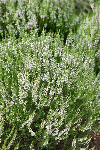 Calluna vulgaris Alba Erecta