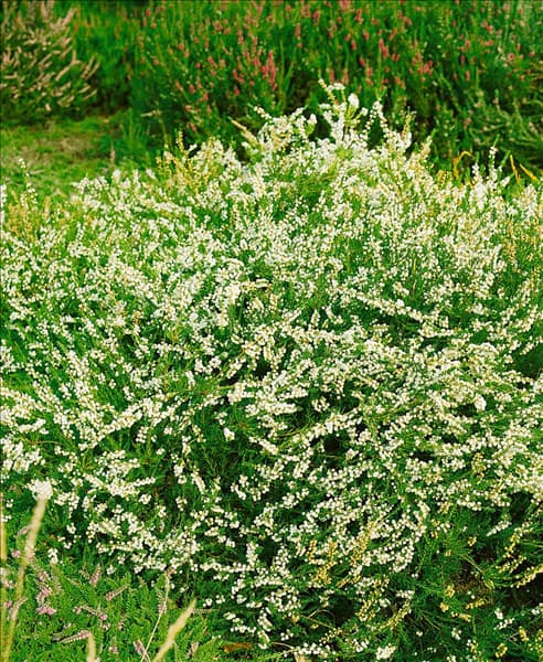CALLUNA VULGARIS ALBA PLENA