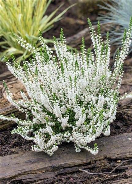 Calluna vulgaris Hammondii