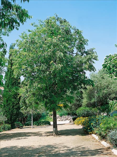 CELTIS AUSTRALIS