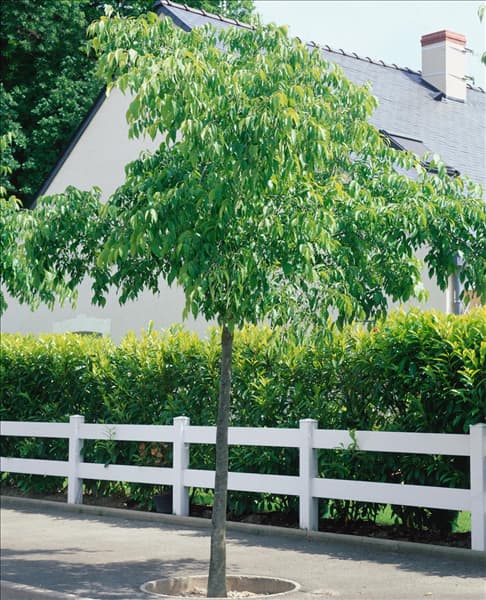 CELTIS AUSTRALIS