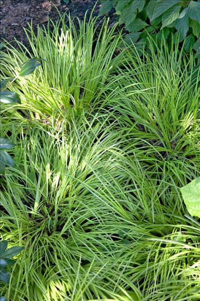 Acorus gramineus Ogon