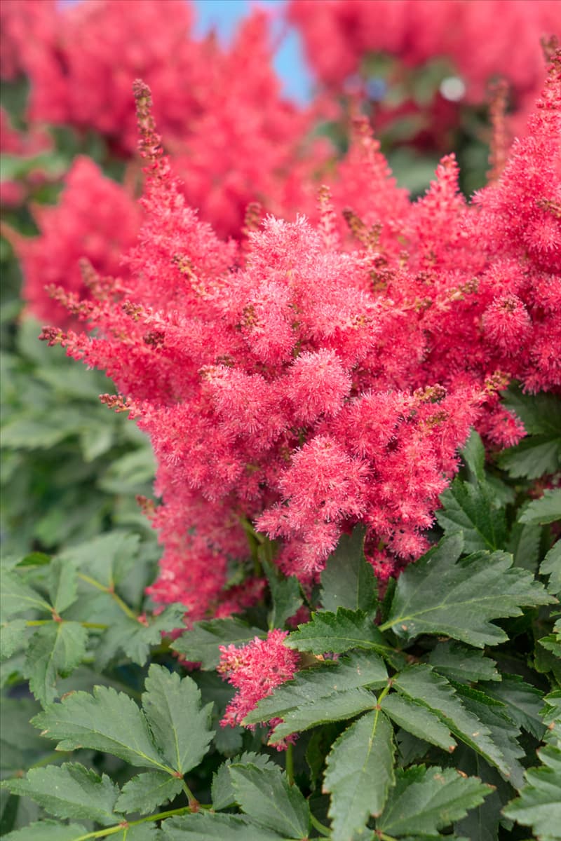 Astilbe Raspberry