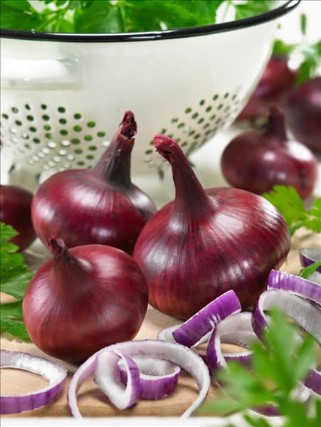 Allium cepa Braunschweiger