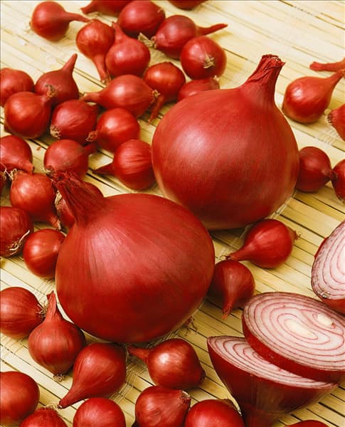 Steckzwiebel/Allium cepa var.cepa red