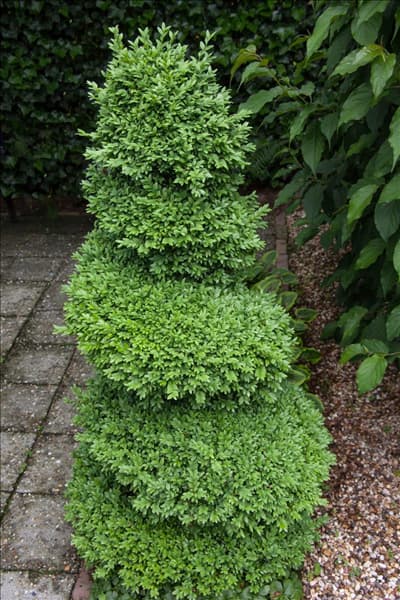 Buxus sempervirens