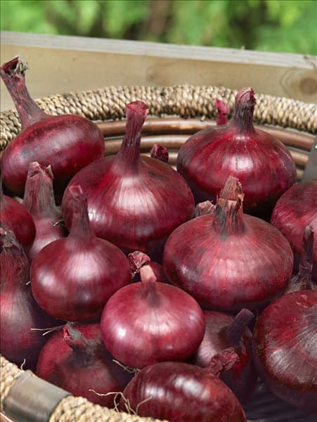 Allium cepa Braunschweiger