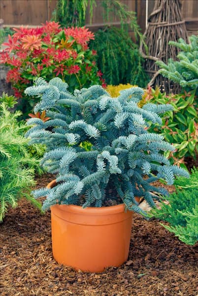 Abies procera Glauca im Topf