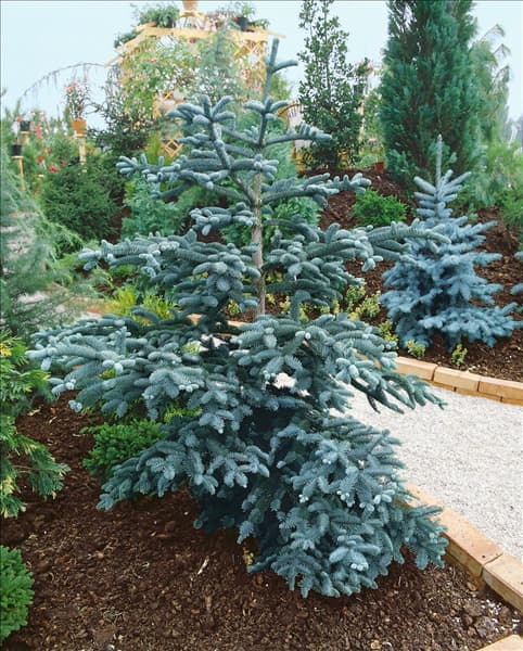ABIES PROCERA GLAUCA