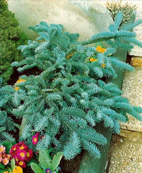 ABIES PROCERA GLAUCA