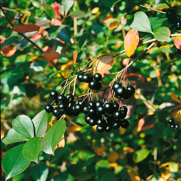 ARONIA MELANOCARPA/FRÜCHTE