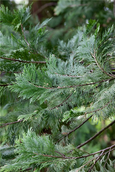 Calocedrus decurrens