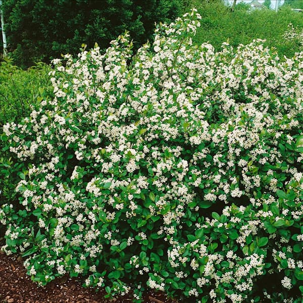 ARONIA MELANOCARPA/BLÜTEN