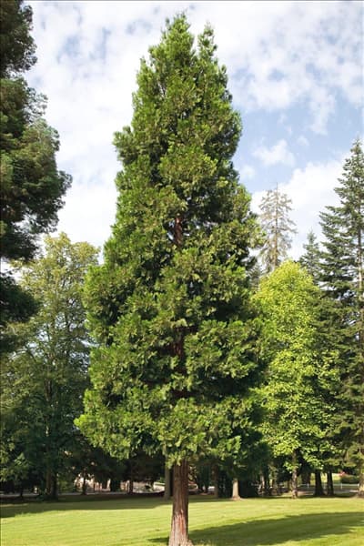 Calocedrus decurrens Columnaris