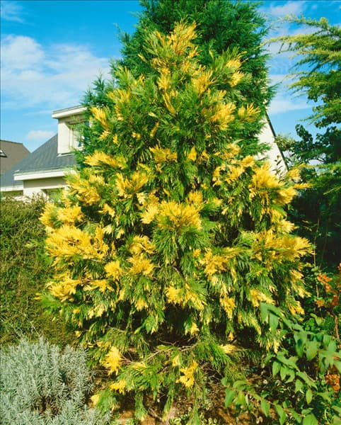 CALOCEDRUS DECURRENS AUREOVARIEGATA