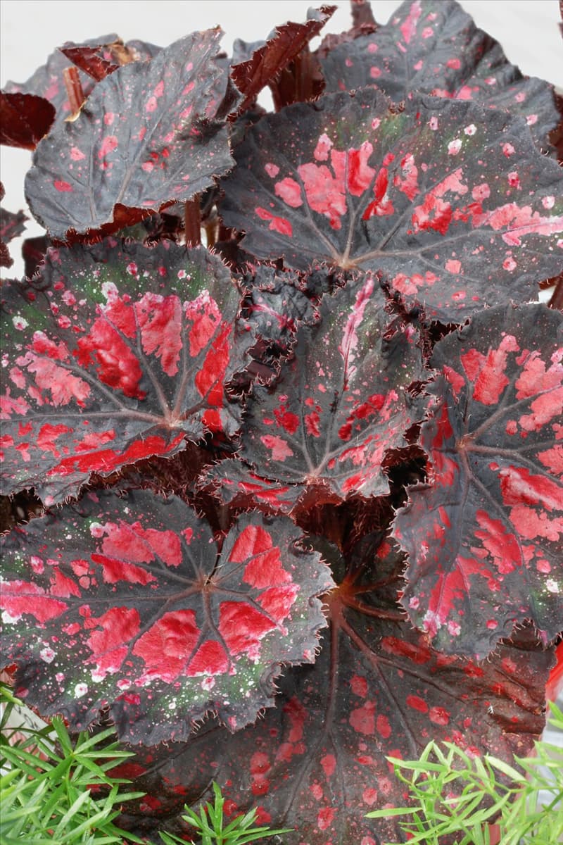 Begonia rex Boston Cherries