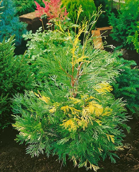 Calocedrus decurrens Aureovariegata