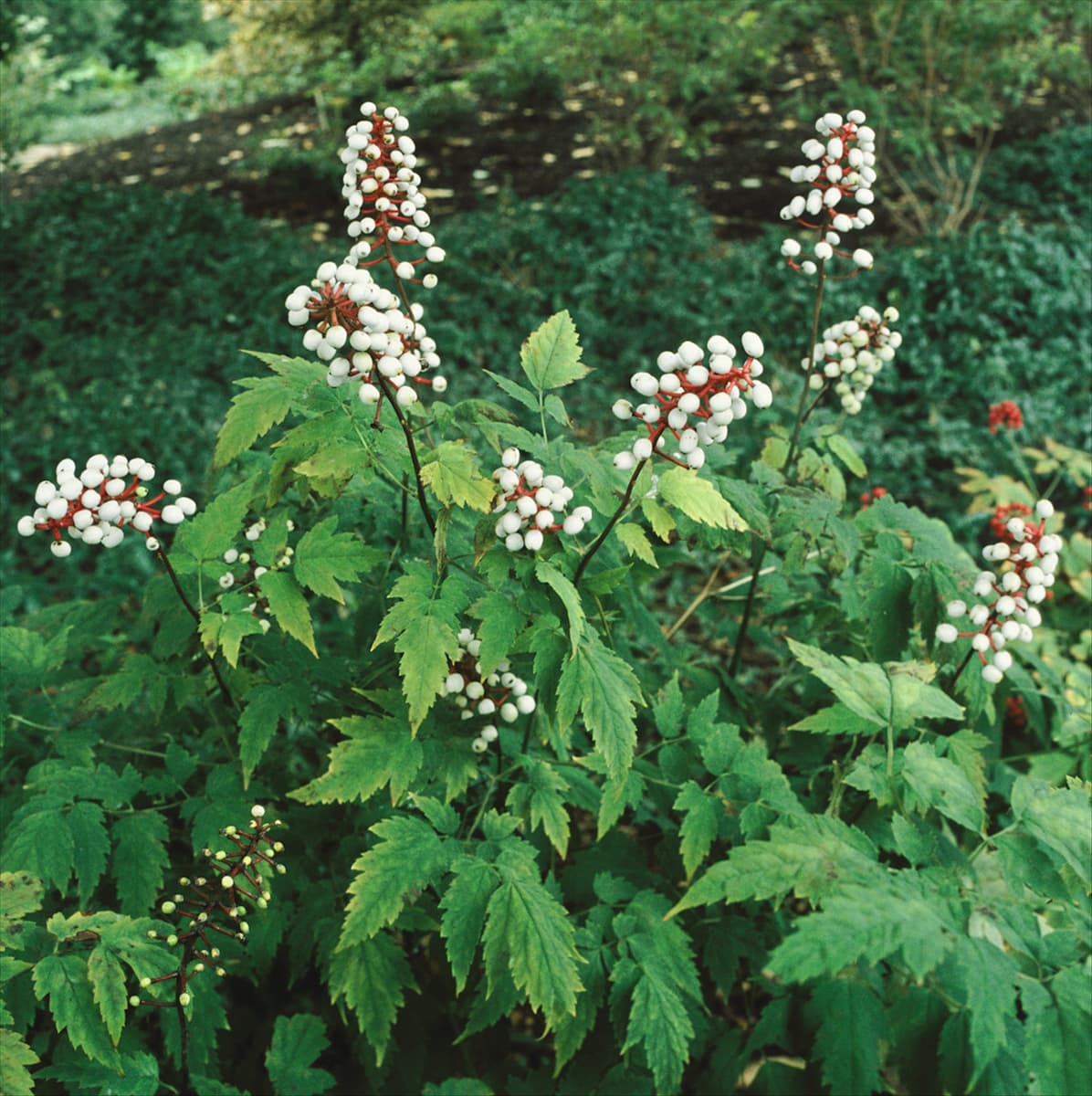 ACTAEA PACHYPODA