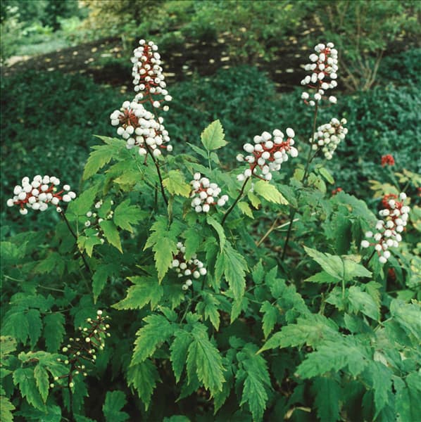 ACTAEA PACHYPODA