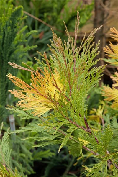 Calocedrus decurrens Variegata