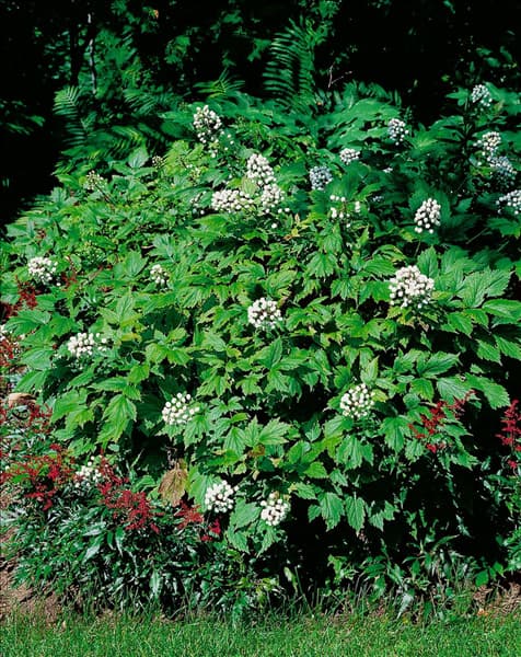 Actaea pachypoda