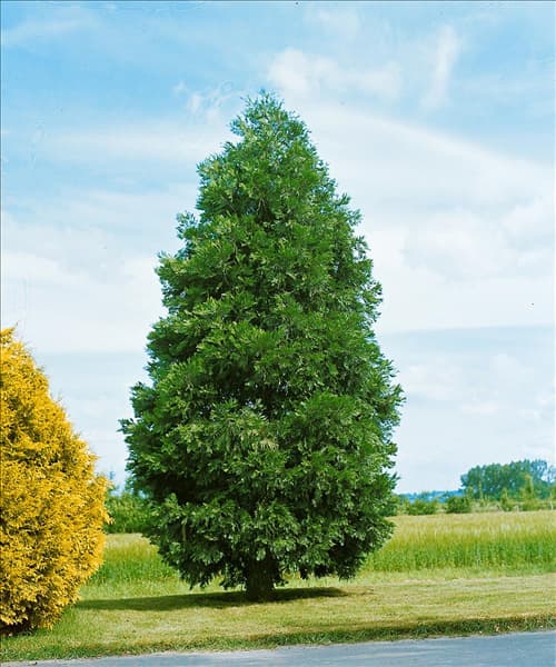 Calocedrus decurrens Columnaris