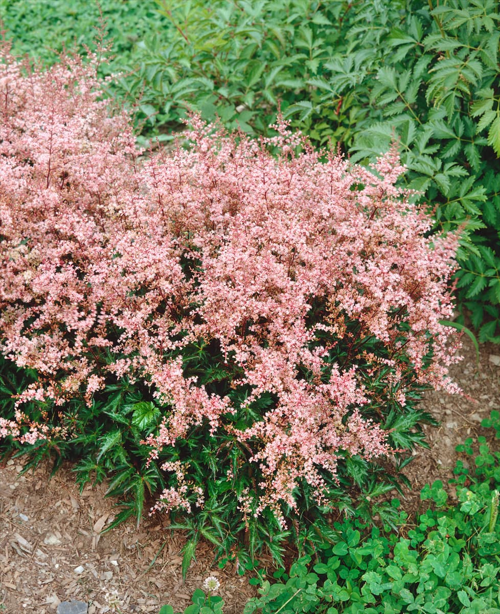 Astilbe simplicifolia Aphrodite