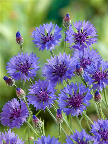 Centaurea cyanus
