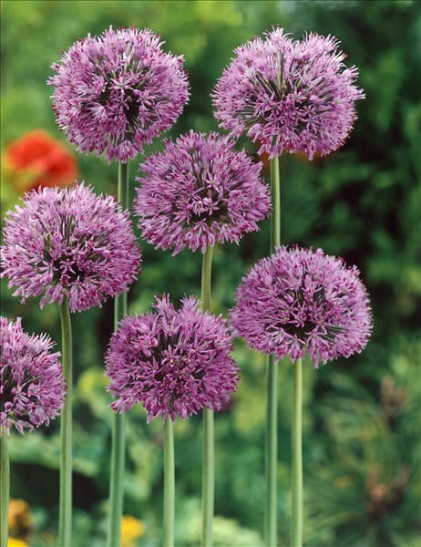 ALLIUM CHRISTOPHII