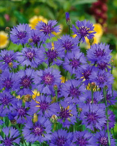 Centaurea cyanus