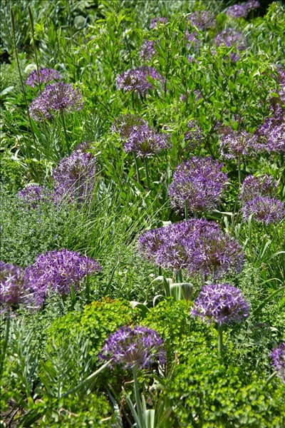 Allium christophii