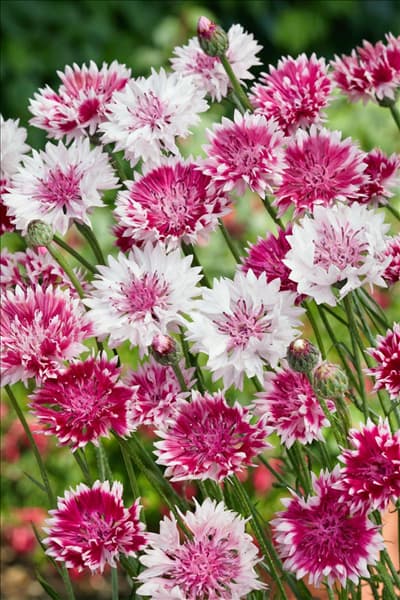 Centaurea cyanus Classic Romantic