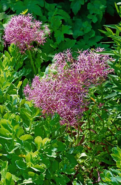 Allium christophii