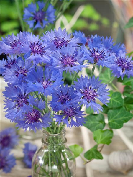 Centaurea cyanus