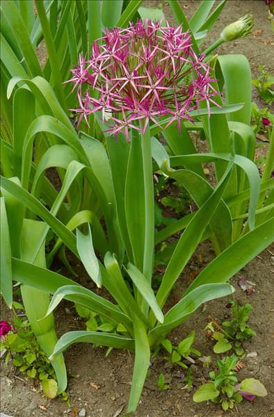 Allium christophii
