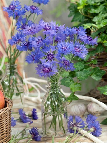 Centaurea cyanus