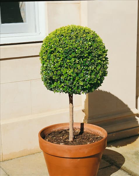 BUXUS MICROPHYLLA