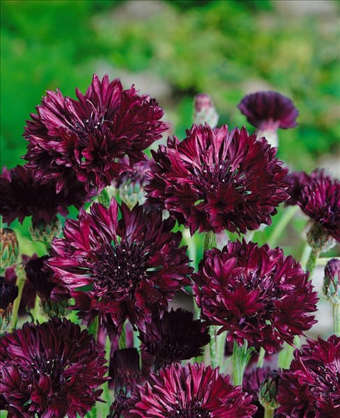 Centaurea cyanus Black Ball