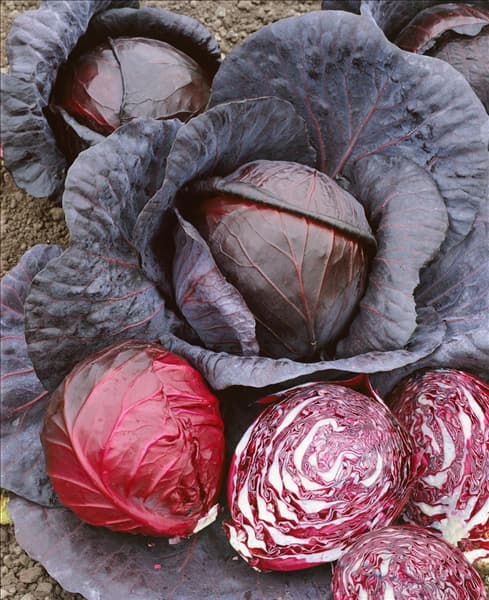 Brassica oleracea var. capitata f. rubra Negerkopf