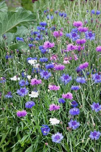 Centaurea cyanus