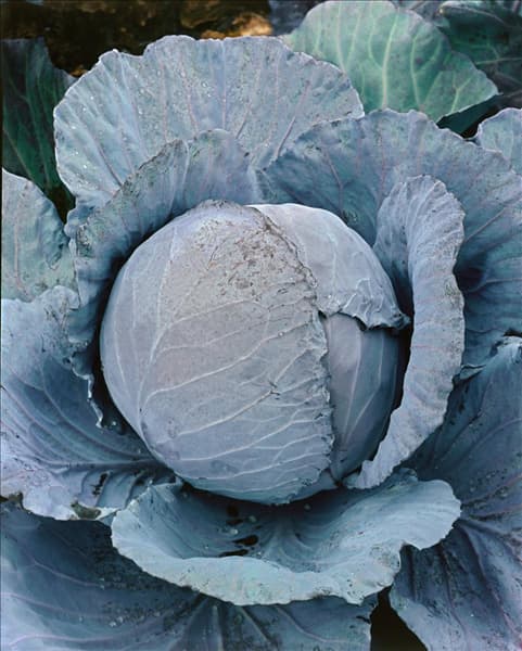 Brassica oleracea var. capitata f. rubra