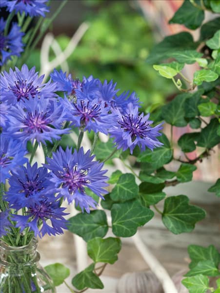 Centaurea cyanus
