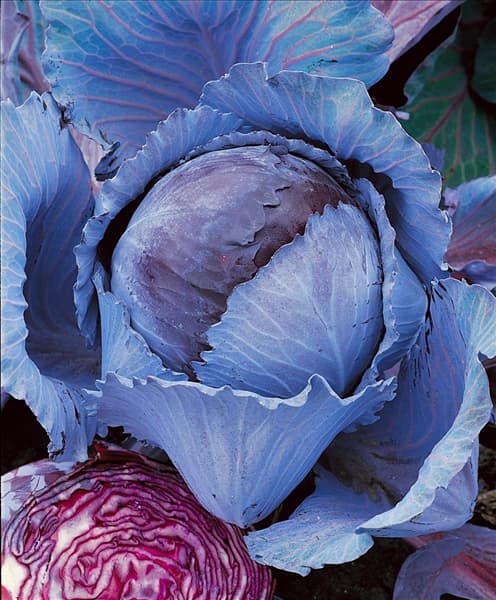Brassica oleracea var. capitata f. rubra Langedijker Herbst